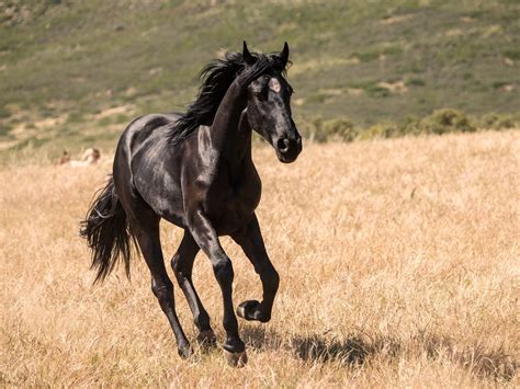 Black Beauty